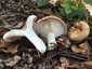 Begöngyöltszélű tejelőgomba (Lactarius zonarius), Pilis